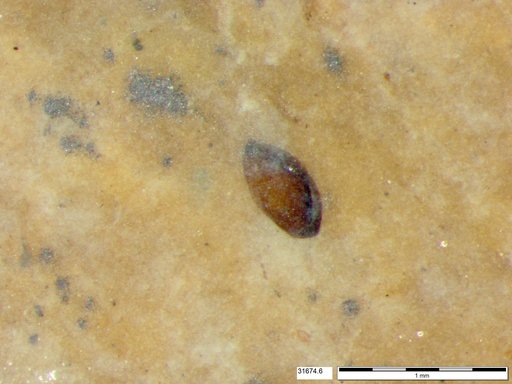 Tracheophyta