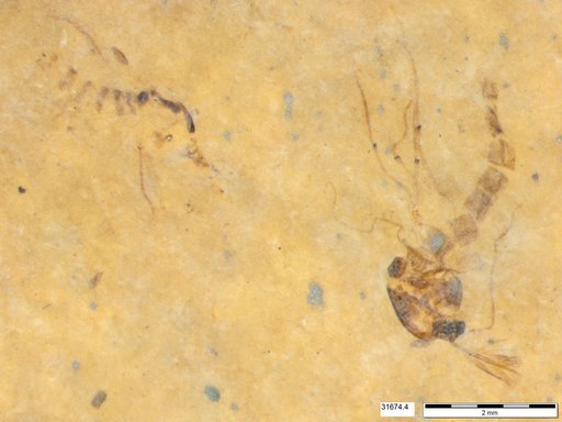 Genus sp