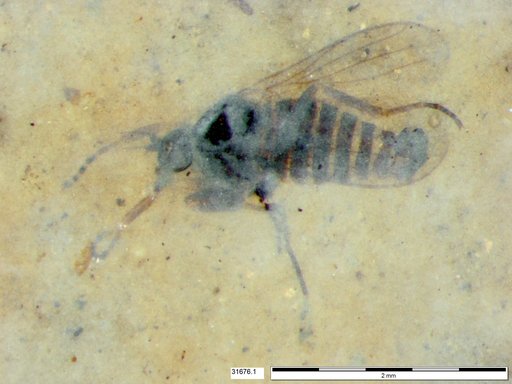 Diptera