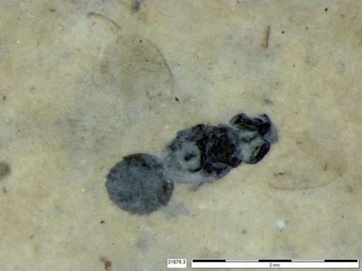 Genus sp