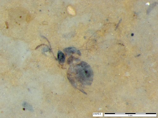 Genus sp