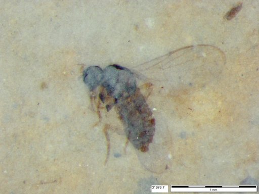 Diptera