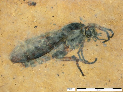 Genus sp