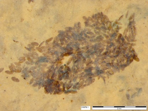 Diptera