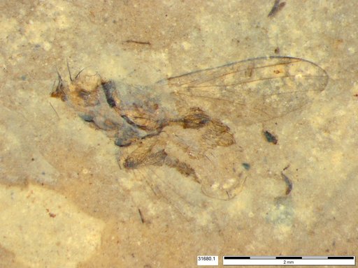 Diptera