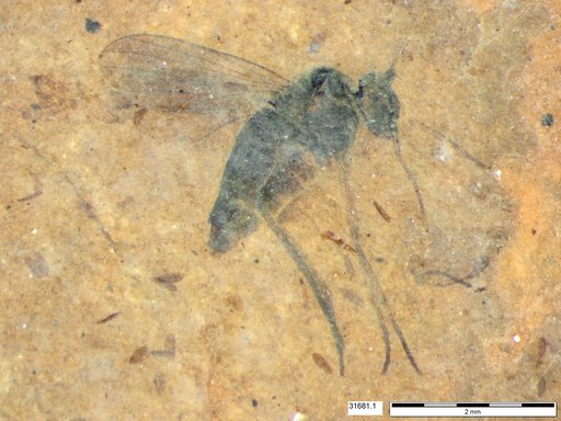Diptera