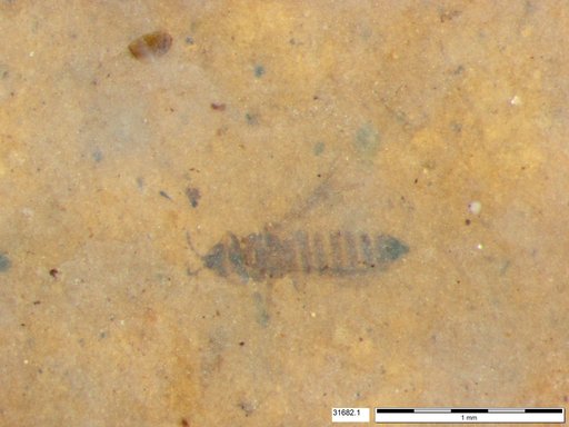 Genus sp