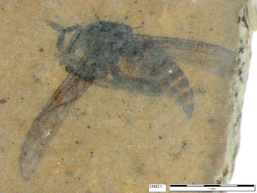 Diptera