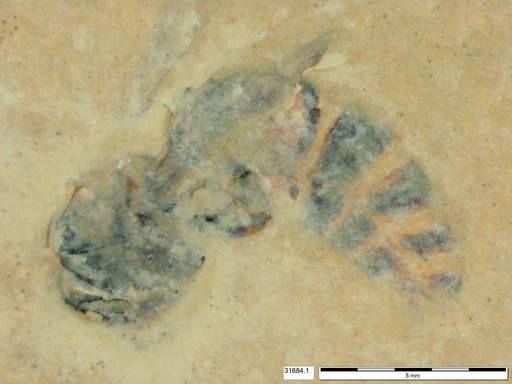 Vespidae