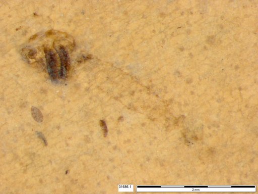 Diptera