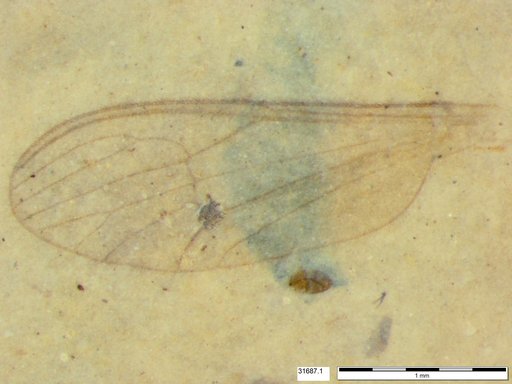 Diptera