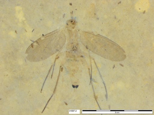 Diptera