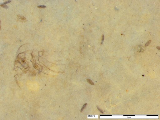 Genus sp