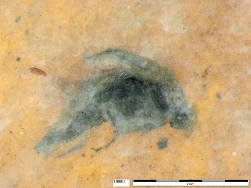 Mordellidae