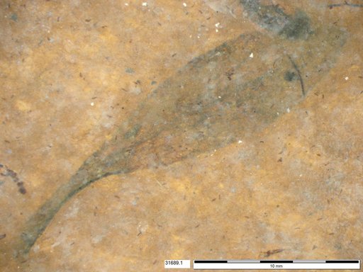 Tracheophyta