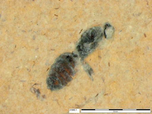 Formicidae