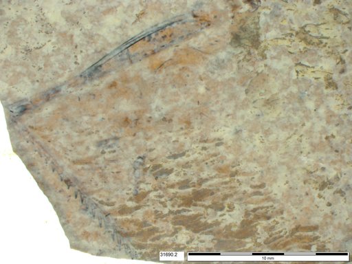 Genus sp