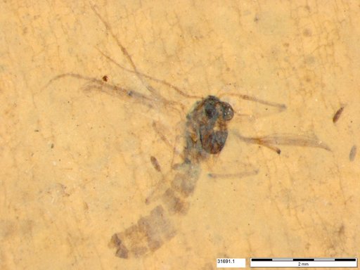 Diptera