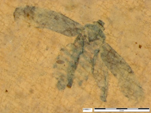 Genus sp