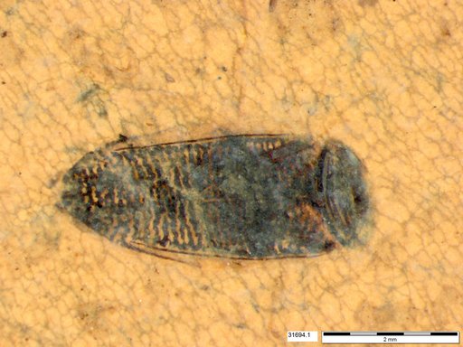 Corixidae