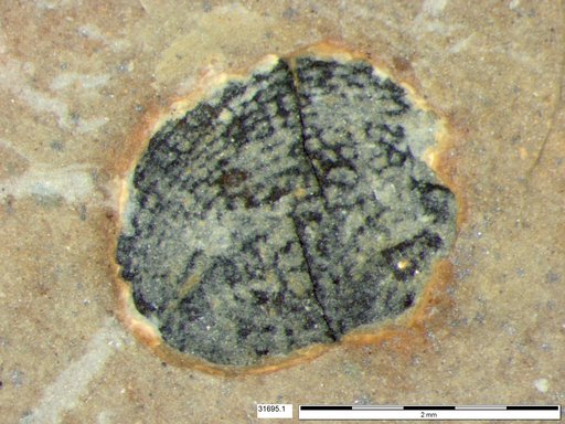 Tracheophyta