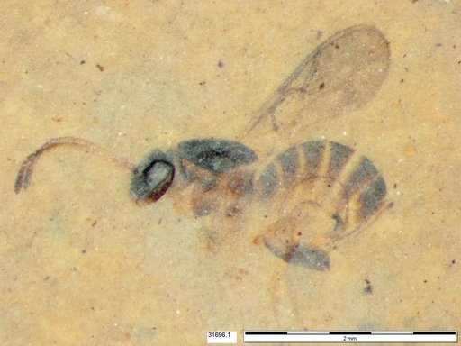 Genus sp