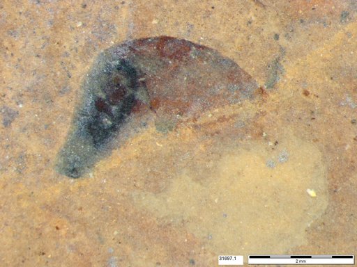 Tracheophyta