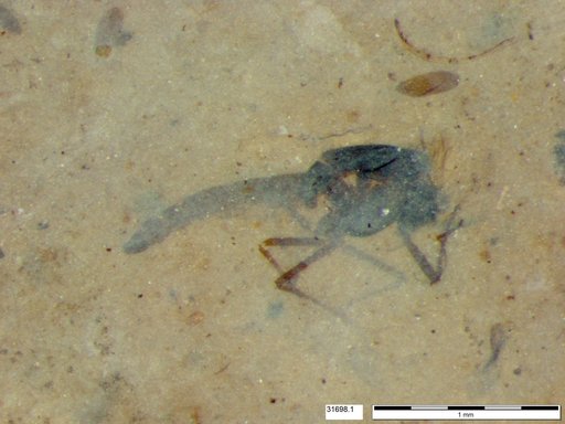 Genus sp