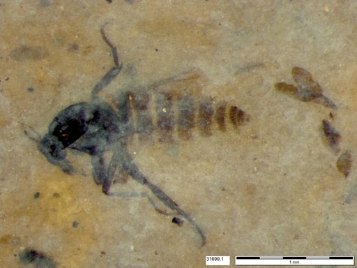 Diptera