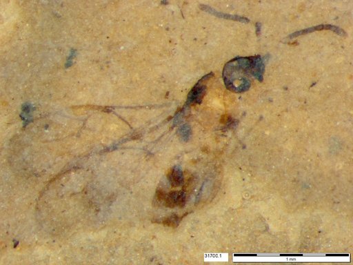 Genus sp