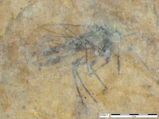 Aphididae