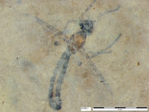 Genus sp