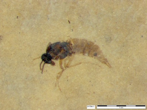 Diptera