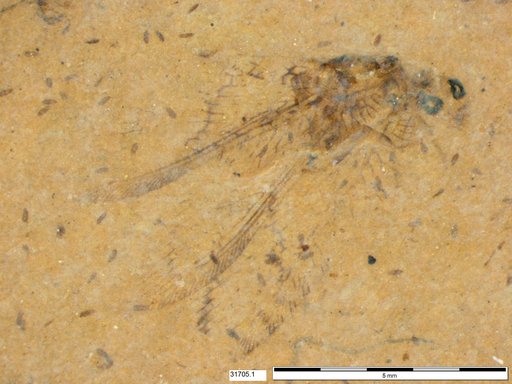 Neuroptera