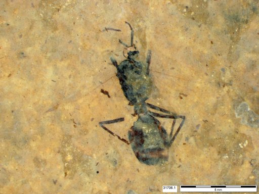 Formicidae