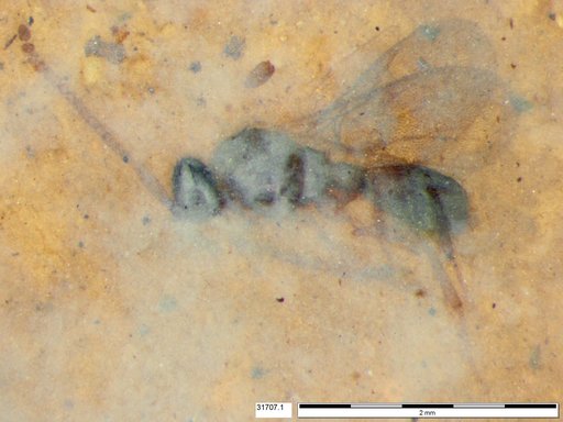Diapriidae