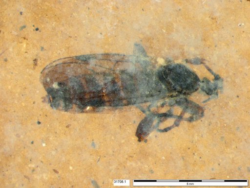 Genus sp