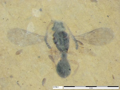 Diapriidae