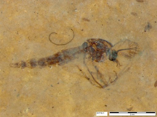Genus sp