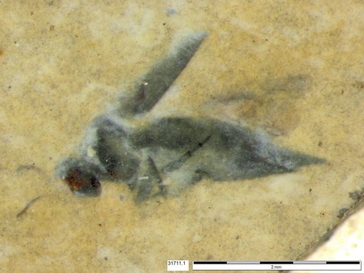 Mordellidae