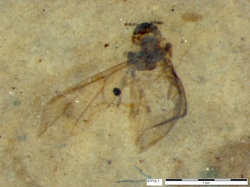 Aphididae