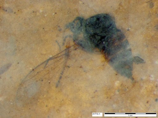 Diptera