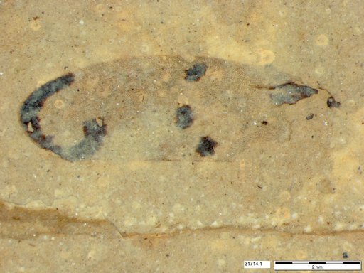 Genus sp