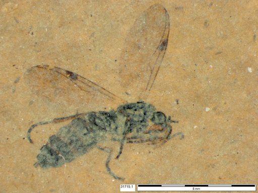 Genus sp
