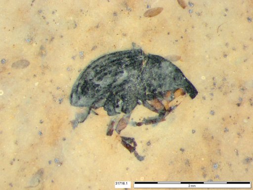 Genus sp