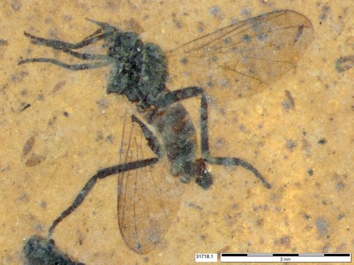 Diptera