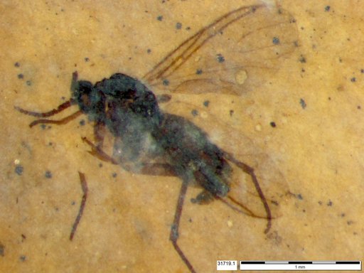 Sciaridae