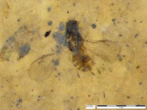 Genus sp