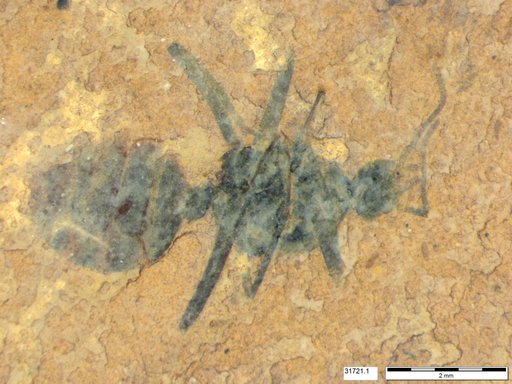 Formicidae