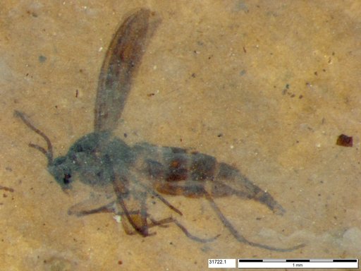 Sciaridae